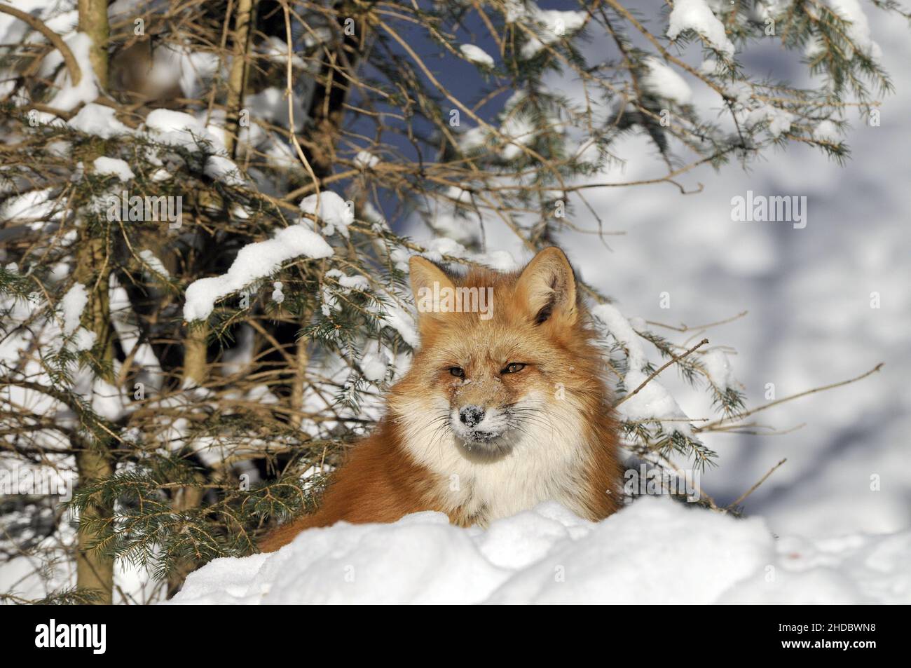 Rotfuchs, Red Fox, (Vulpes vulpes), im Winter Stock Photo