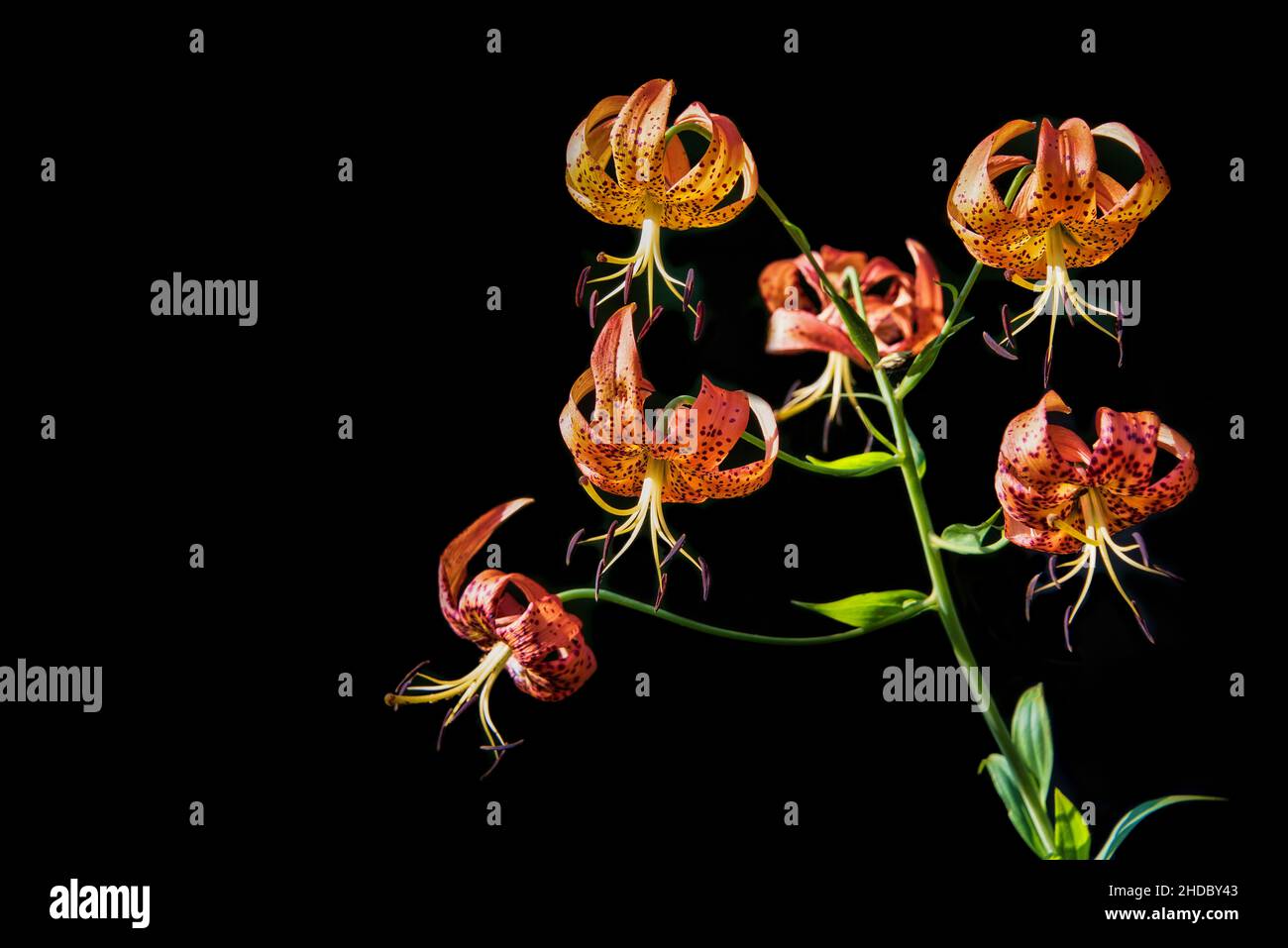 Large Tiger Lily with multiple flowering shoots on a black background. Stock Photo