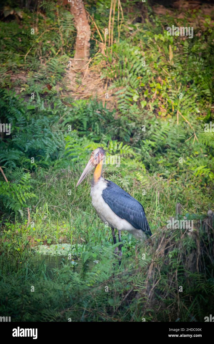 Lesser Adjutant Stork, Nepal Stock Photo - Alamy