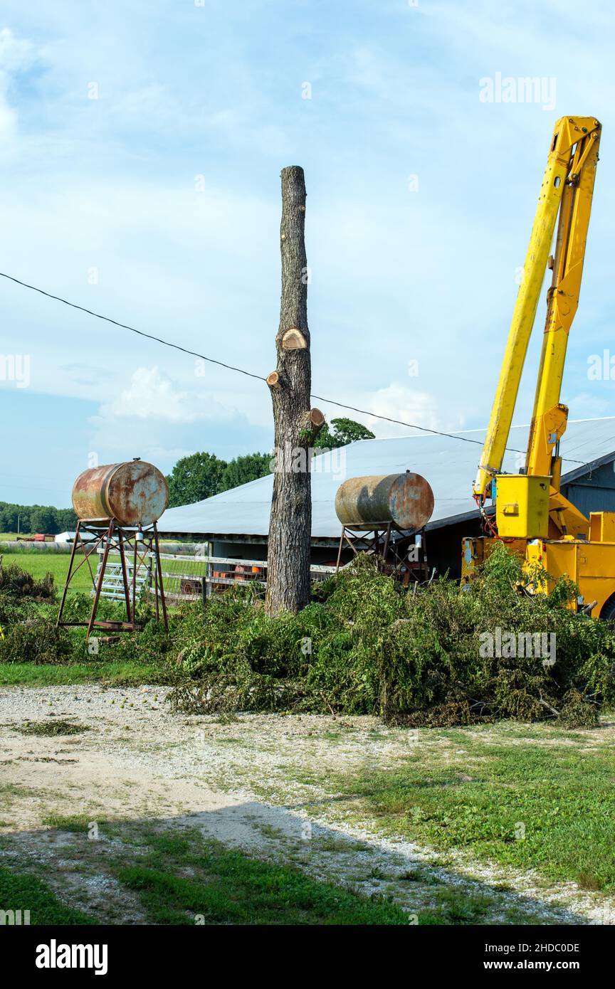 This old and dying walnut tree needed removed for the sake of safety. Two gas tanks sat on each side of the falling tree along with an electric line. Stock Photo