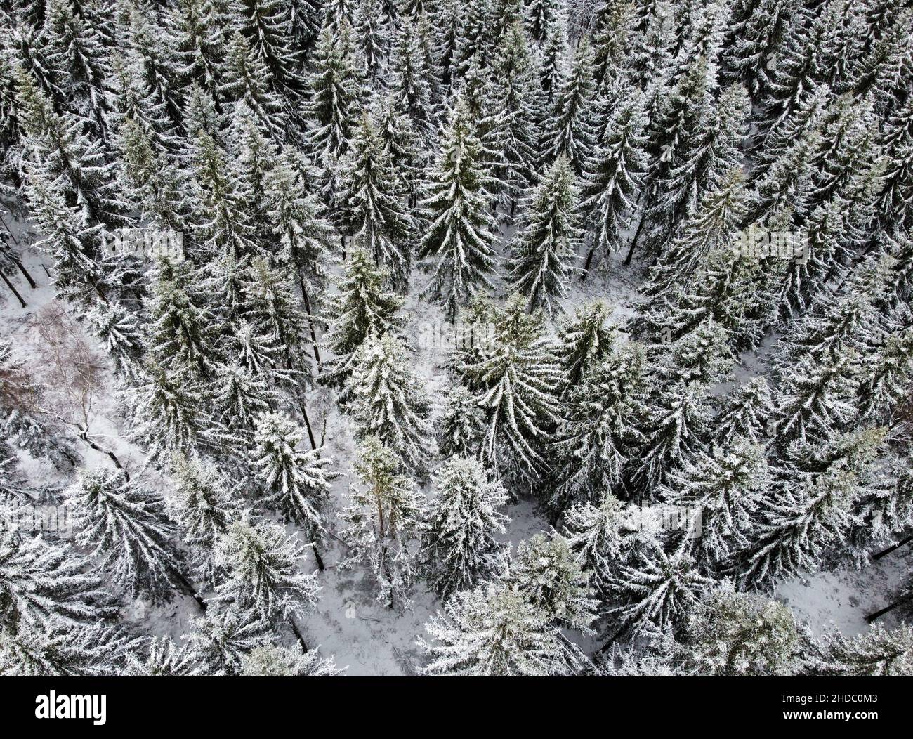 snow covered branches of tree Stock Photo - Alamy