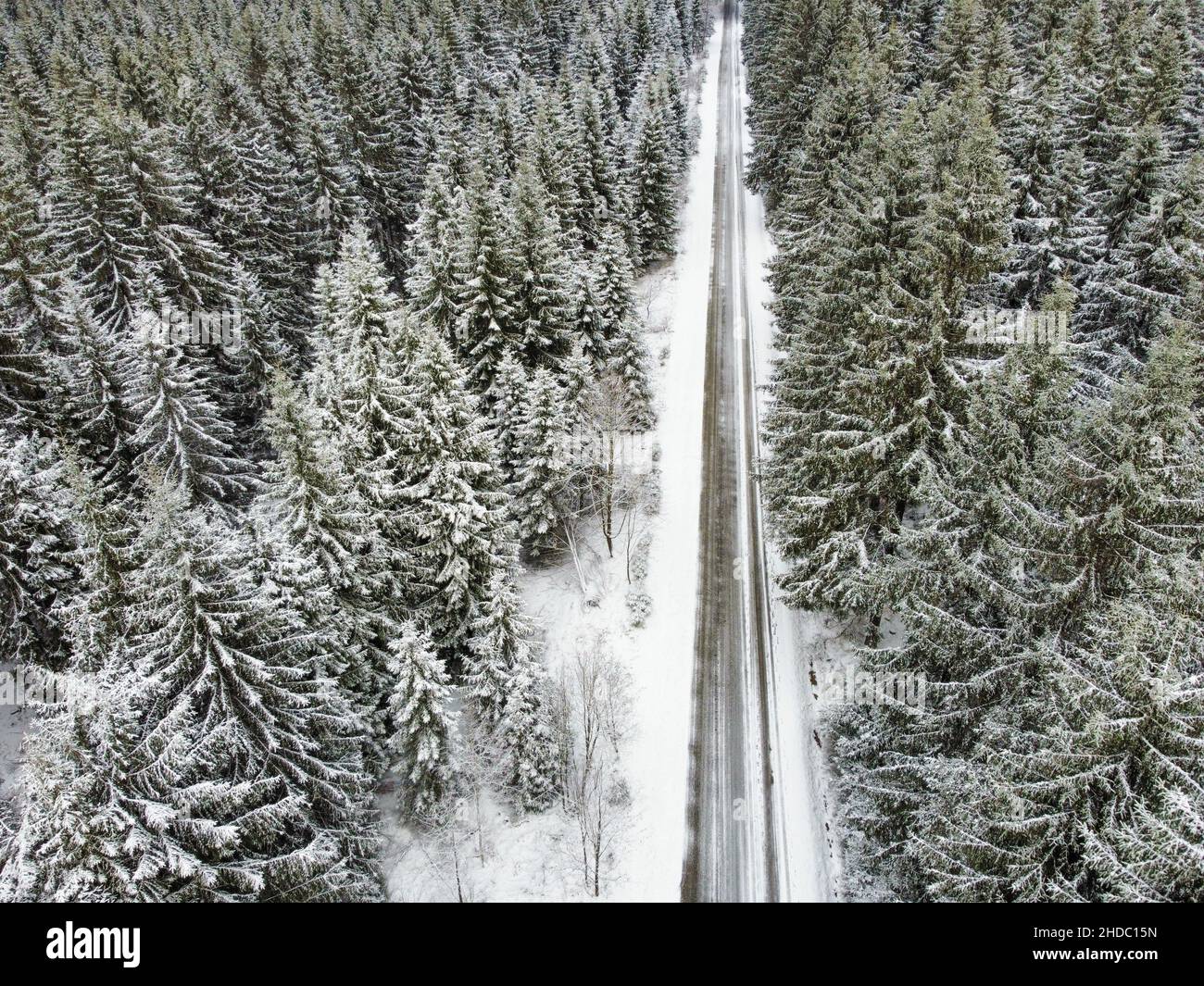 Pine trees in snow snowfall hi-res stock photography and images - Alamy