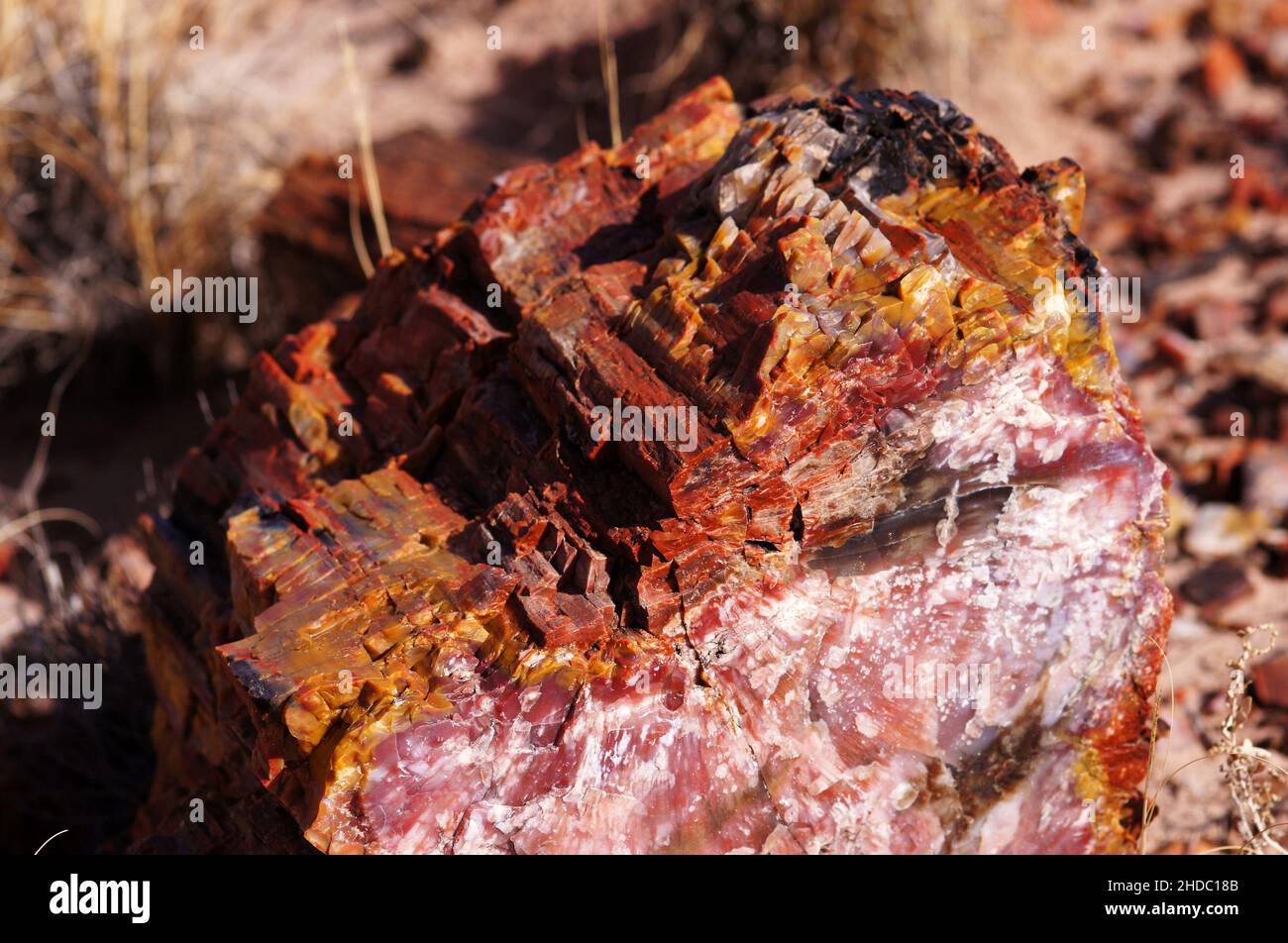 Der Petrified-Forest-Nationalpark ist ein Nationalpark der Vereinigten Staaten im Nordosten Arizonas. Stock Photo