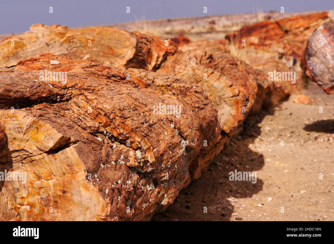 Der Petrified-Forest-Nationalpark ist ein Nationalpark der Vereinigten Staaten im Nordosten Arizonas. Stock Photo