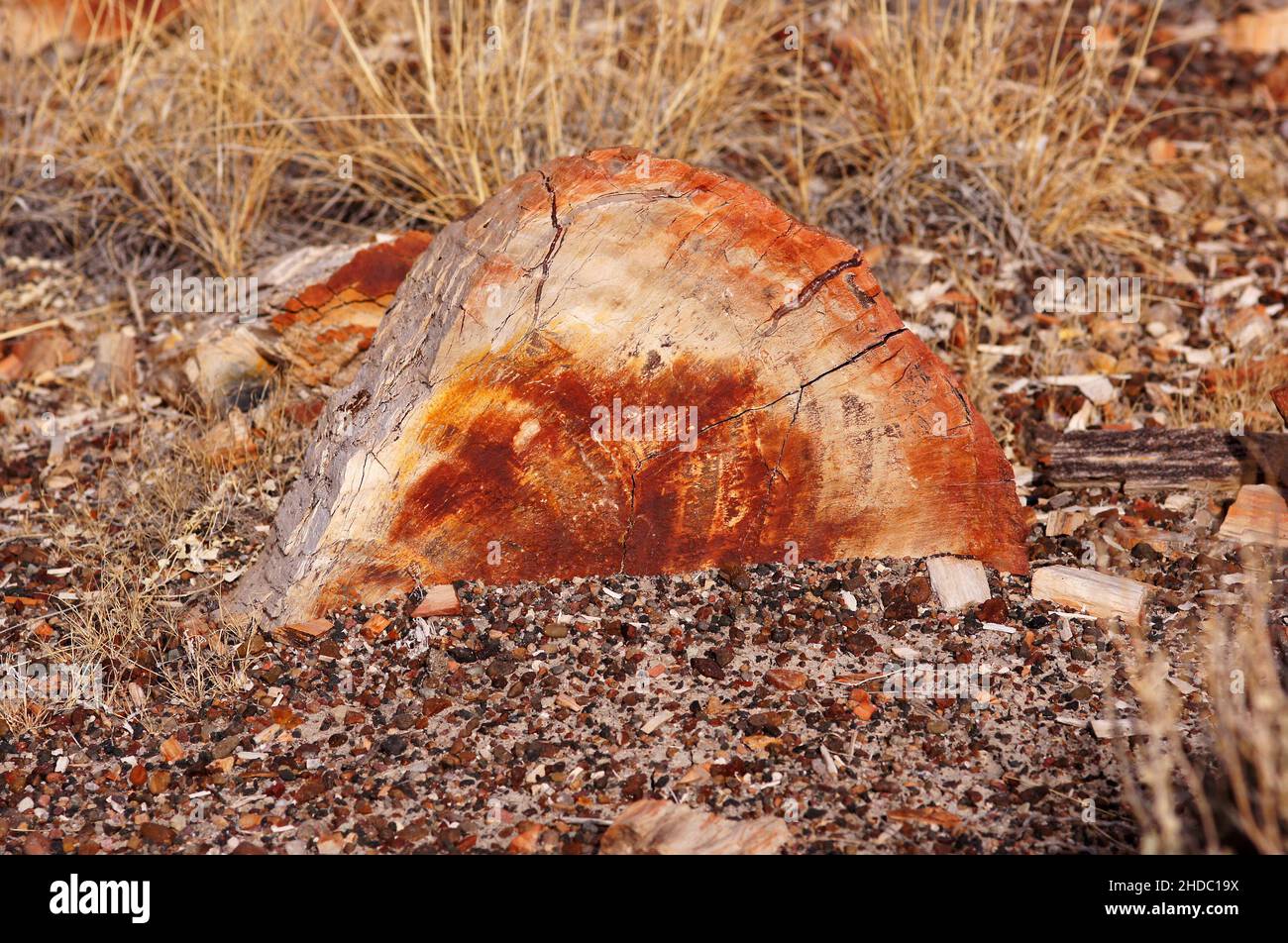 Der Petrified-Forest-Nationalpark ist ein Nationalpark der Vereinigten Staaten im Nordosten Arizonas. Stock Photo