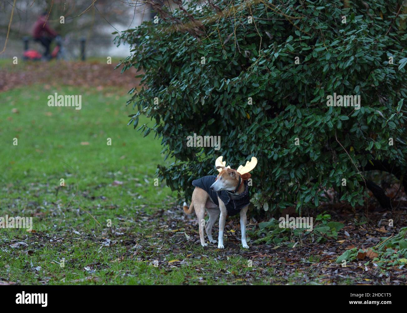A dog with a Christmassy collar is seen in Hyde Park on Christmas Day in London. Stock Photo