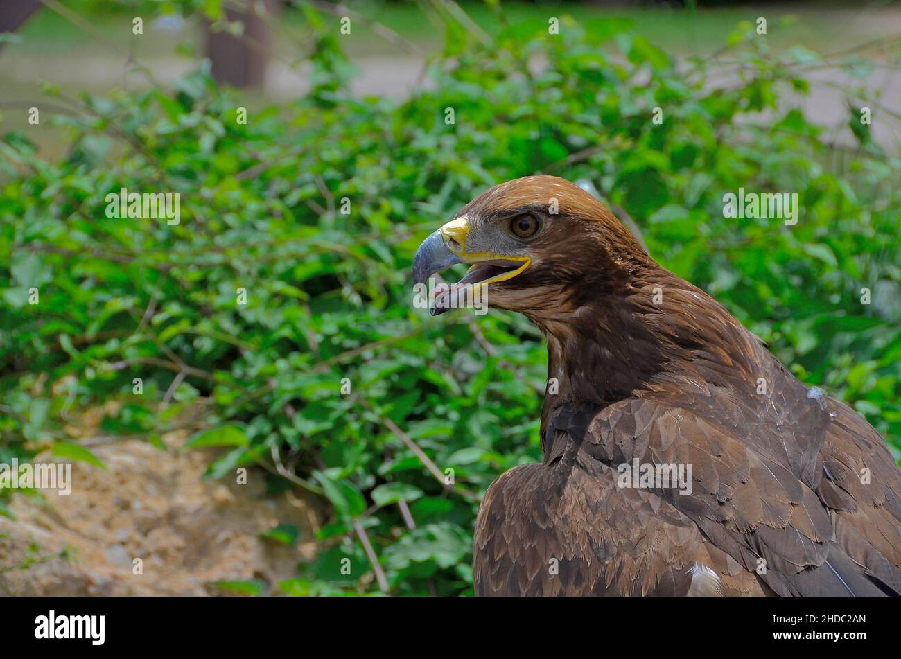 Golden eagle with open beak and tongue, zoo Stock Photo - Alamy