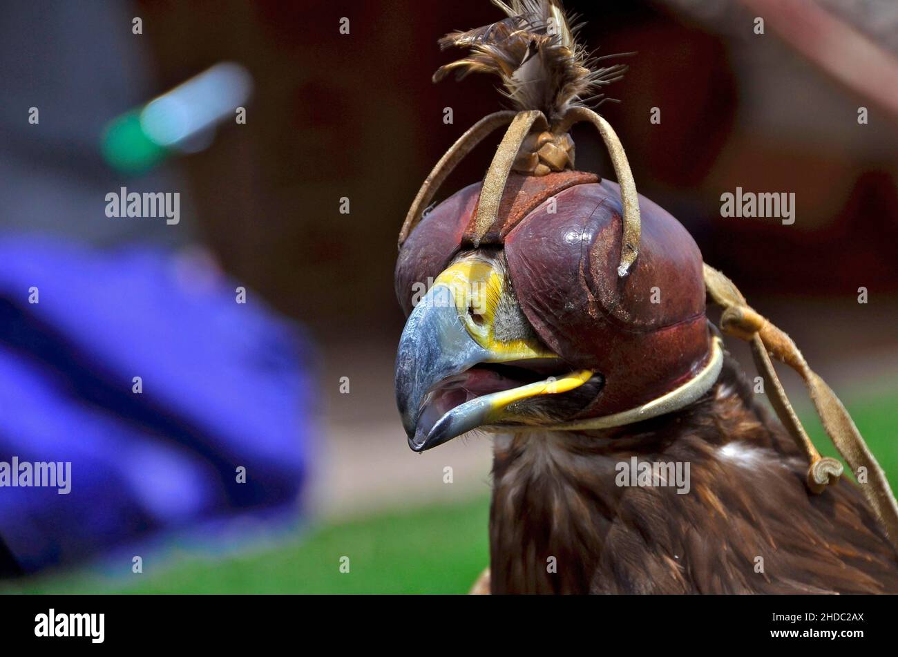 Eagle bonnet hi-res stock photography and images - Alamy