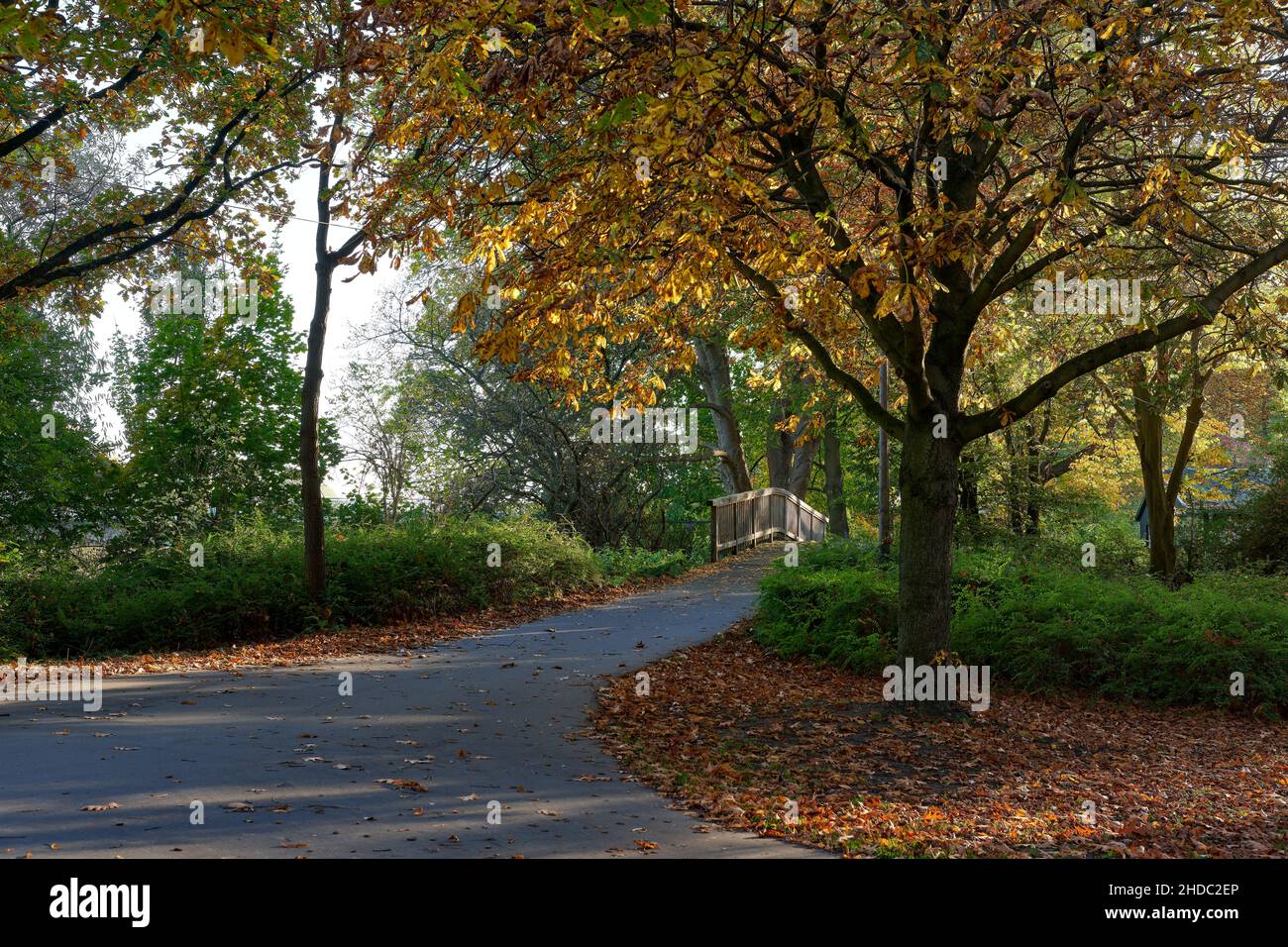 Wald in sonnigen Herbstfarben, Bäume und buntes Laub mit Holzbrücke / Forest in sunny autumn colors, trees and colorful leaves with bridge Stock Photo