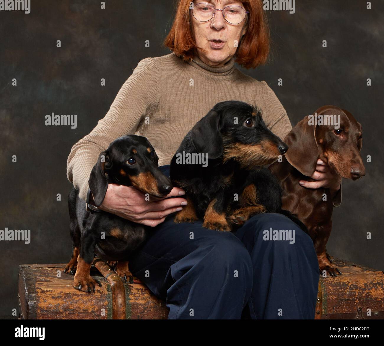 Three dachshunds of different types sit on the lap of their mistress Stock Photo