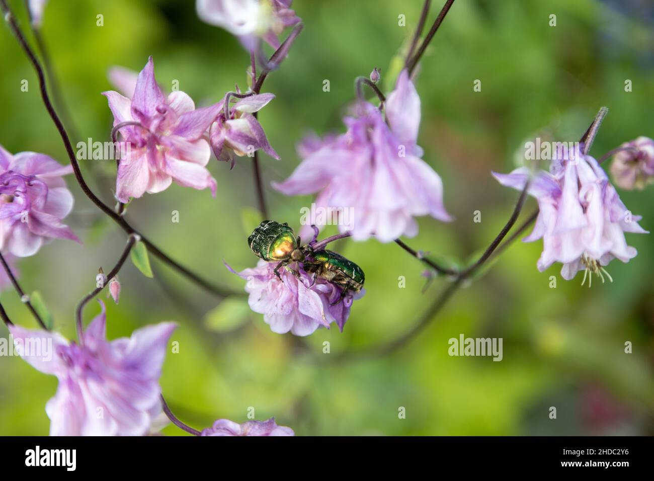Two wonerful Golden Rose Beetles forage on pink flowers Stock Photo