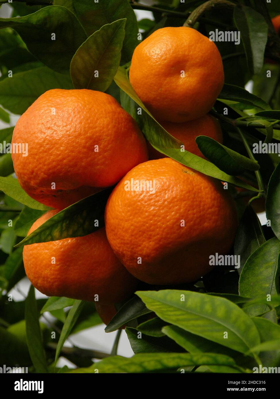 Tangerine Tree Ripe Ripe tangerines on the tree, Mandarin (Citrus reticulata), ripe ...