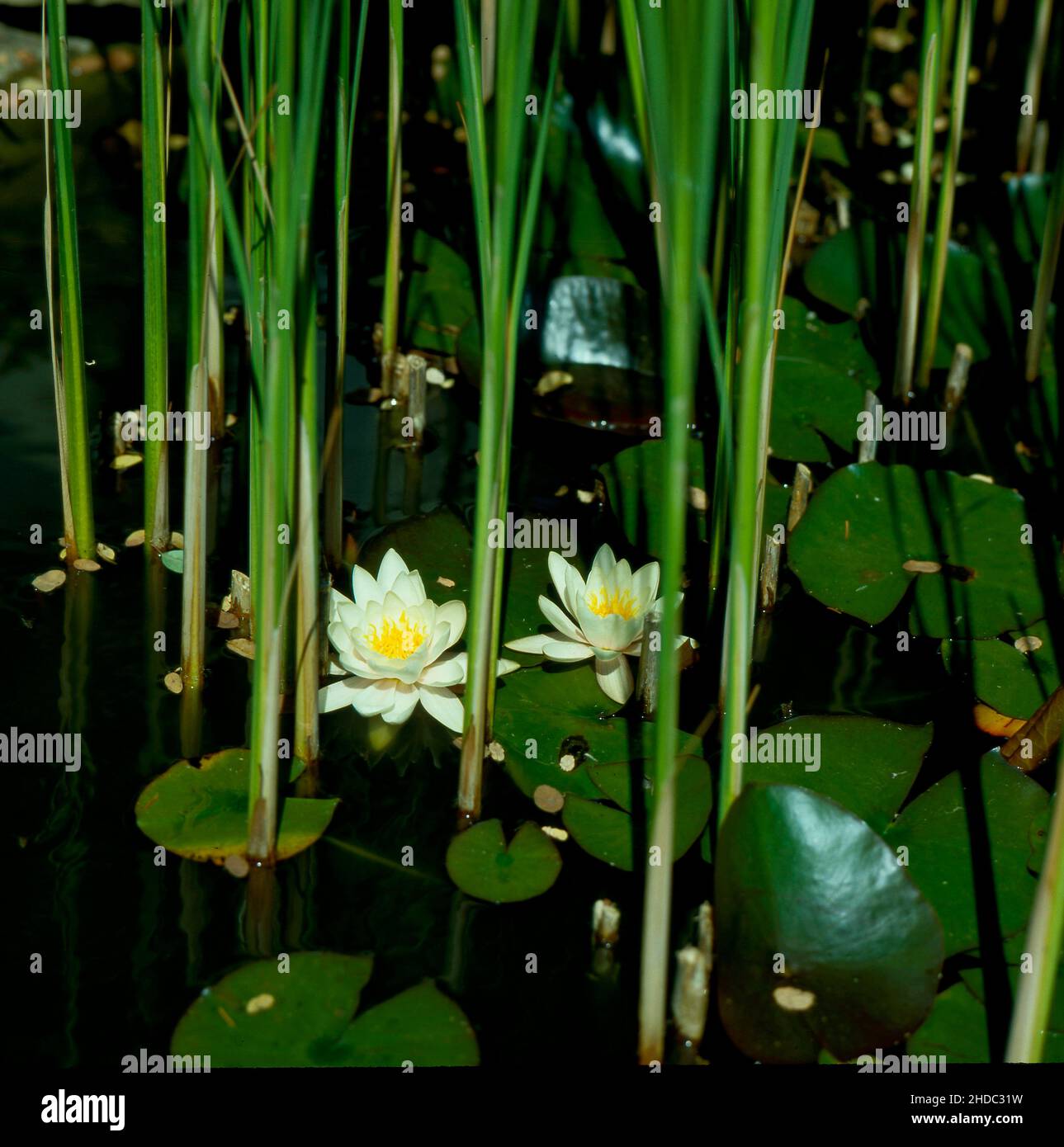 Garden pond with white water lily (Nymphaea) and reed stalks Stock Photo
