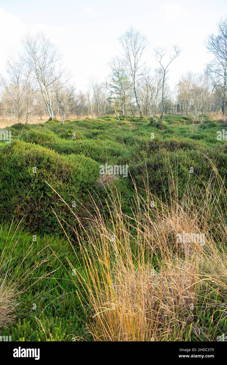 Black crowberry (Empetrum nigrum), rewetted and renaturalised area with huge crowberry stand, Molberger Dose, Lower Saxony, Germany Stock Photo