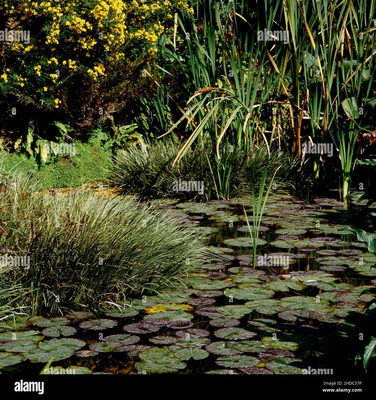 Garden pond with water lilies and cattails bulrush (Typha latifolia) Grasses and reeds - Stock Photo