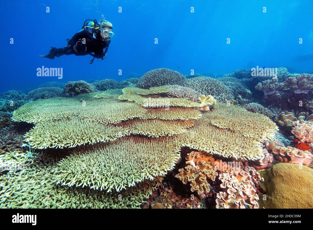 Diver looking up dives over intact hyacinth table coral (Acropora hyacinthus) in living coral reef, Apo Reef, Dumaguete, Negros, Visayas, Philippines Stock Photo