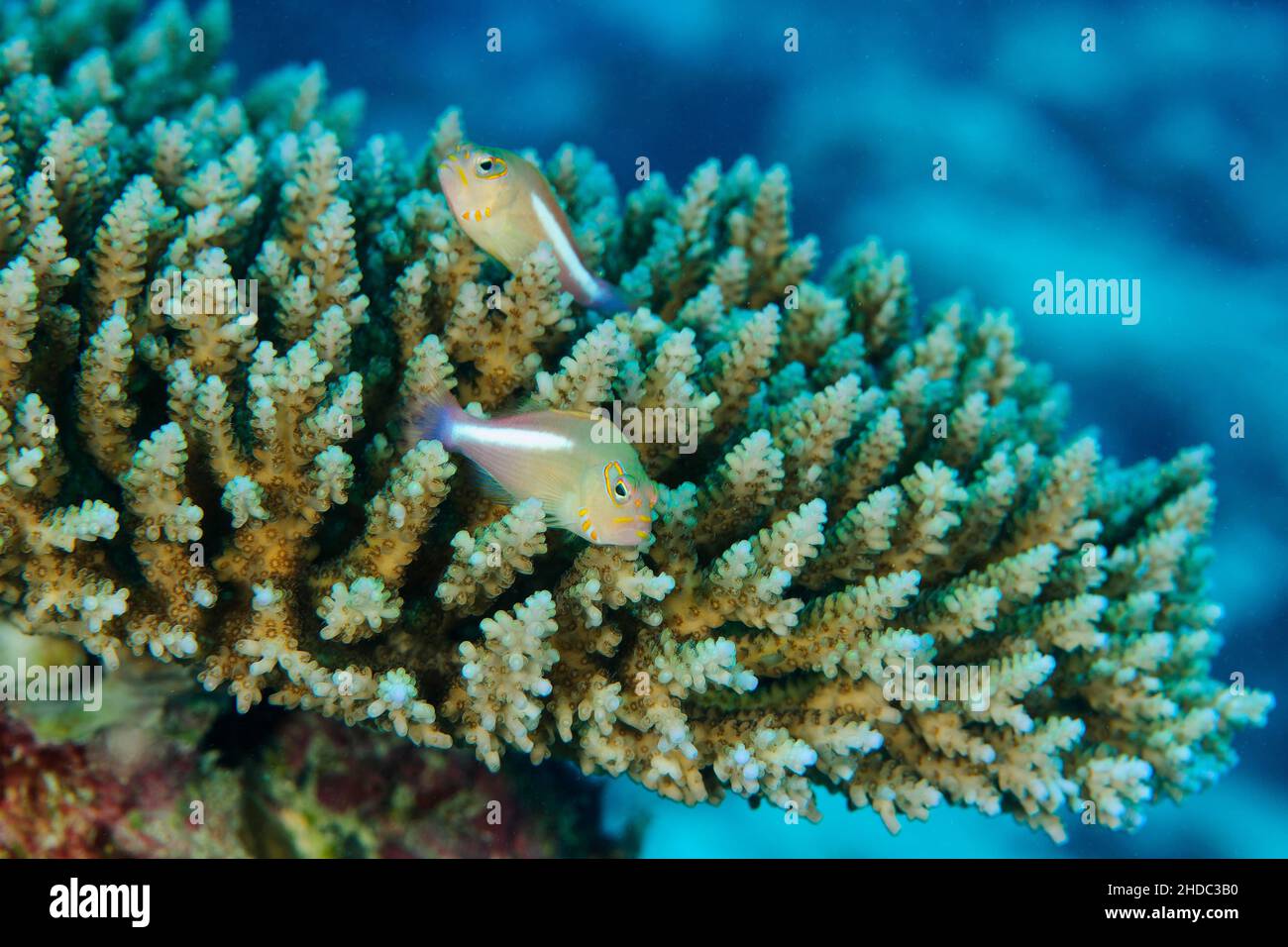 Pair of arc-eye hawkfish (Paracirrhites arcatus) sitting on staghorn coral, small polyp stony coral (Acropora), Pacific Ocean, Yap Island, Micronesia Stock Photo