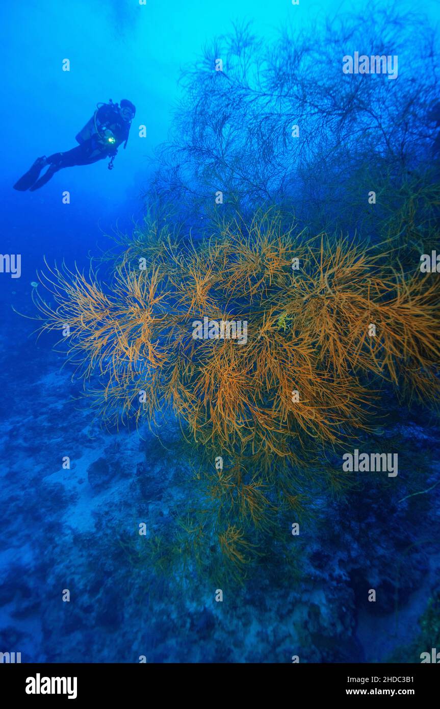 Bushy thorn coral (Antipathes caribbeana), black coral, in the background diver in blue water over coral reef, Caribbean, Bahamas Stock Photo