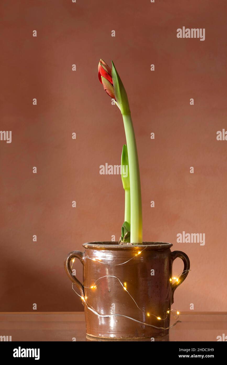 Blossoming Hippeastrum in a pot, studio shot, Bavaria, Germany, Europe Stock Photo