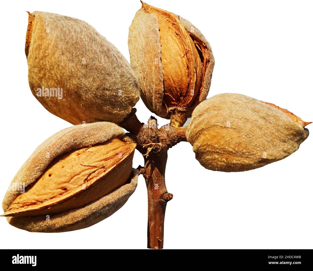 Whole young tree isolated hi-res stock photography and images - Alamy
