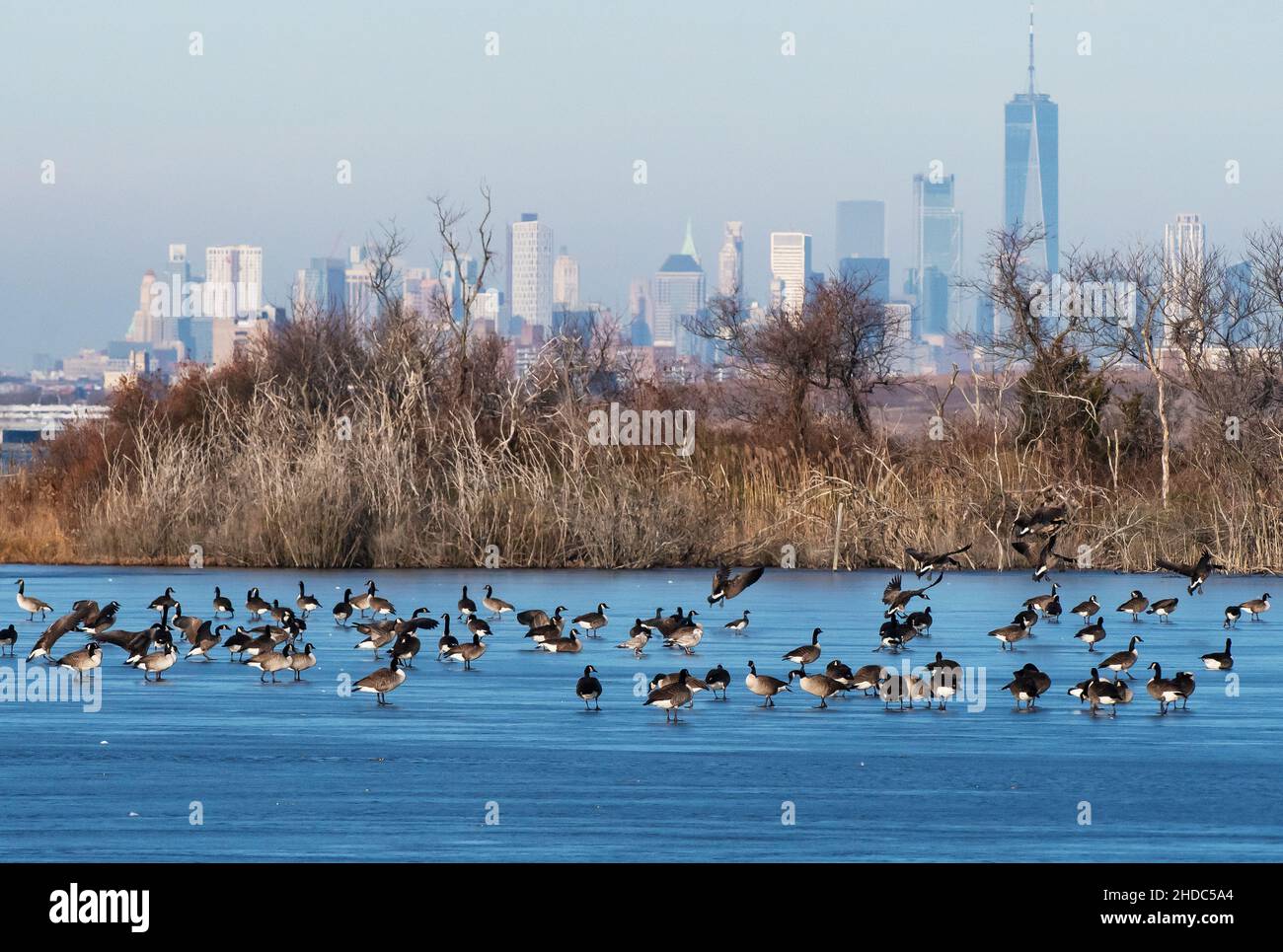 Canada geese with New York City skyline Stock Photo Alamy