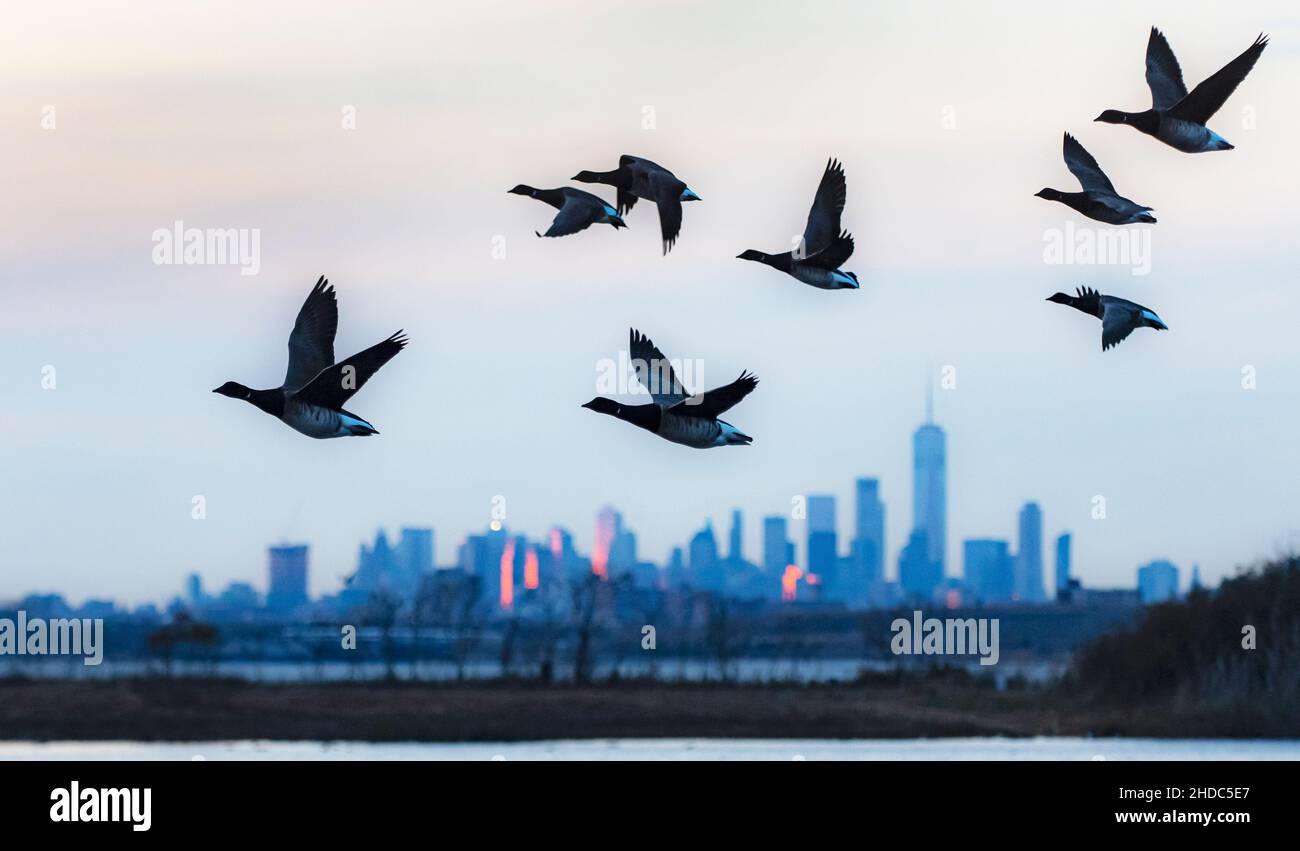 Canada geese with New York City skyline Stock Photo Alamy