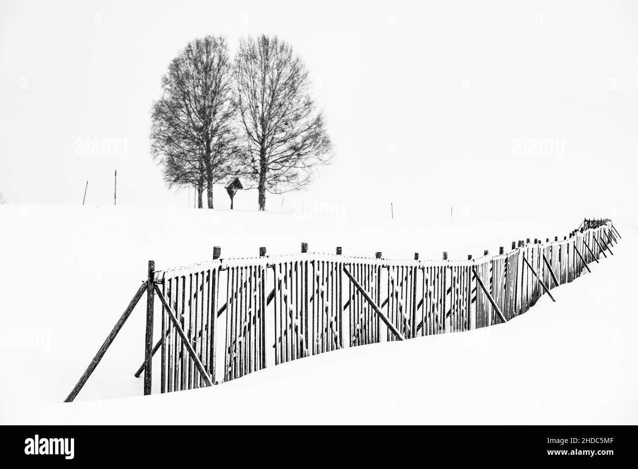 Single tree with snow fence in winter landscape, Ronsberg, Ostallgaeu, Bavaria, Germany Stock Photo