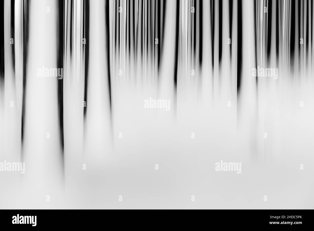 Winter forest artistically blurred, Mindelheim, Unterallgaeu, Bavaria, Germany Stock Photo