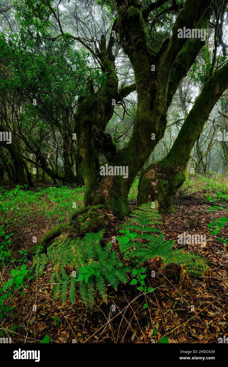 Laurel forest, Laurisilva, Monteverde, El Hierro, Canary Islands, Spain Stock Photo