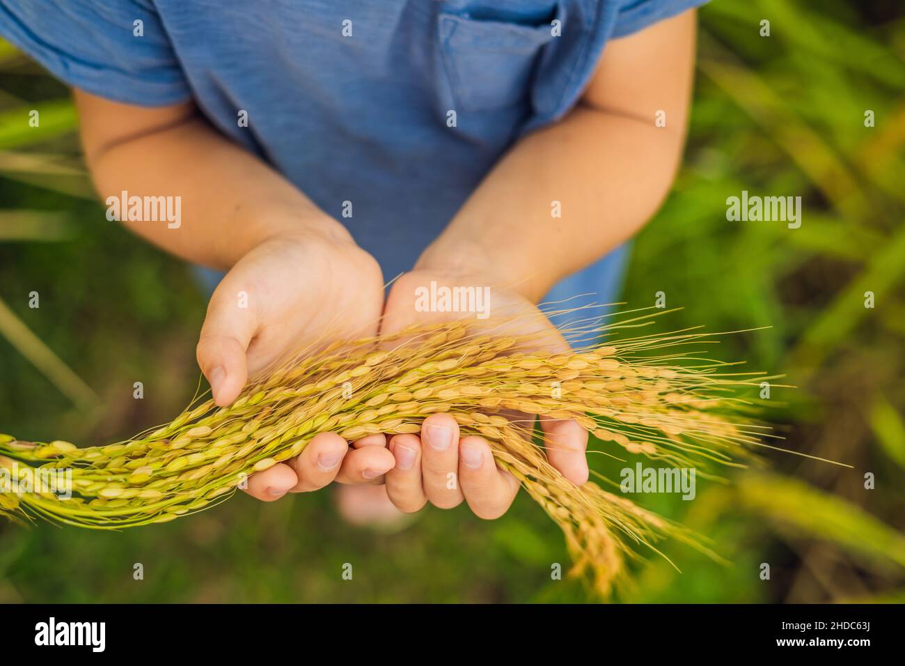 Ripe ears of rice in a child's hand. Products from rice concept. Food ...