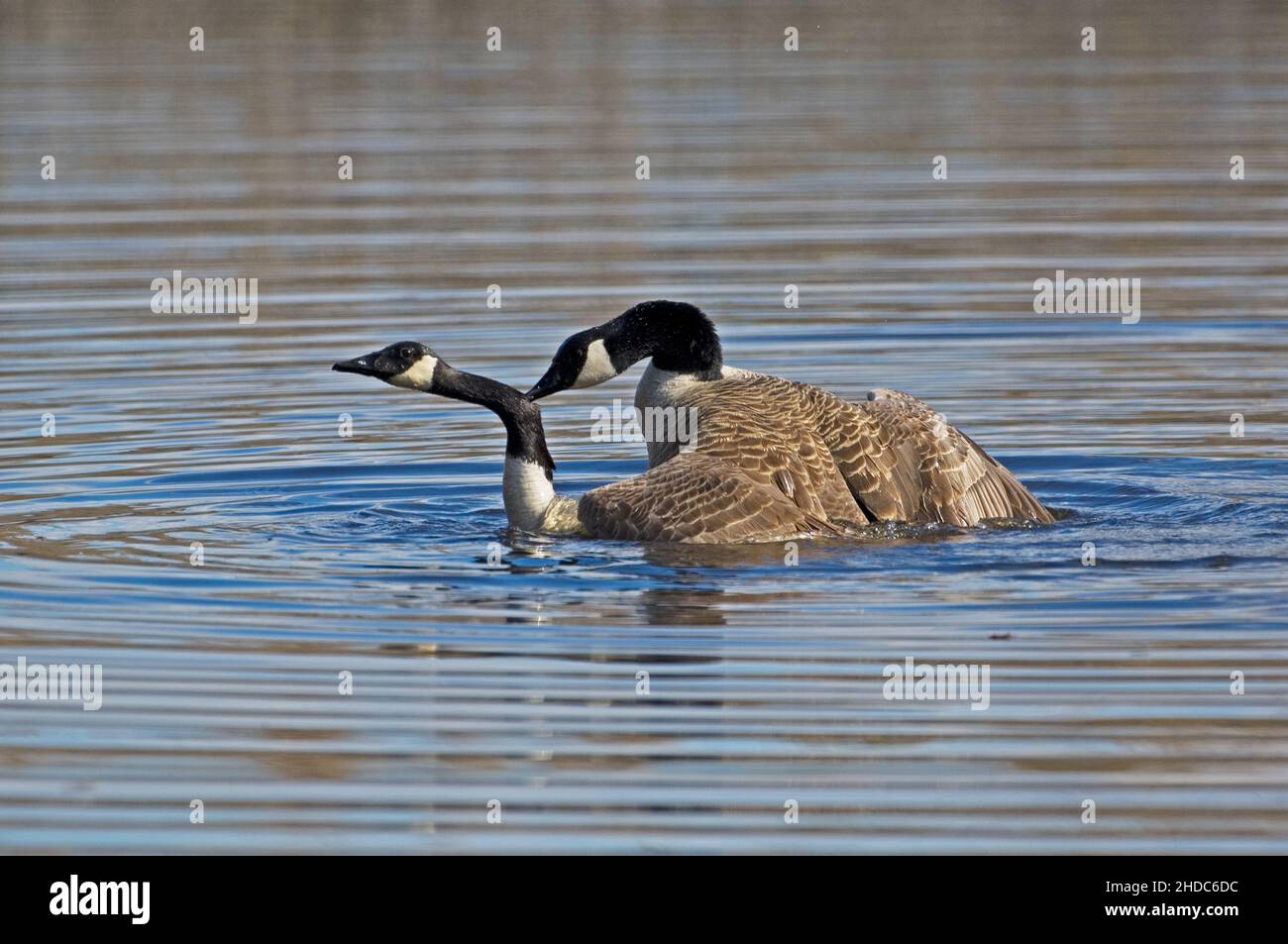 Canada geese mating behavior Stock Photo - Alamy