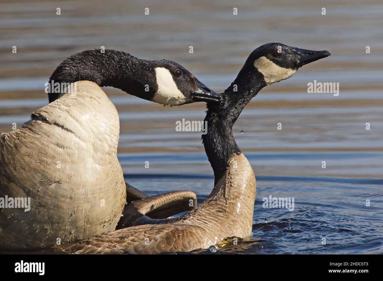 Canada geese mating Stock Photo Alamy