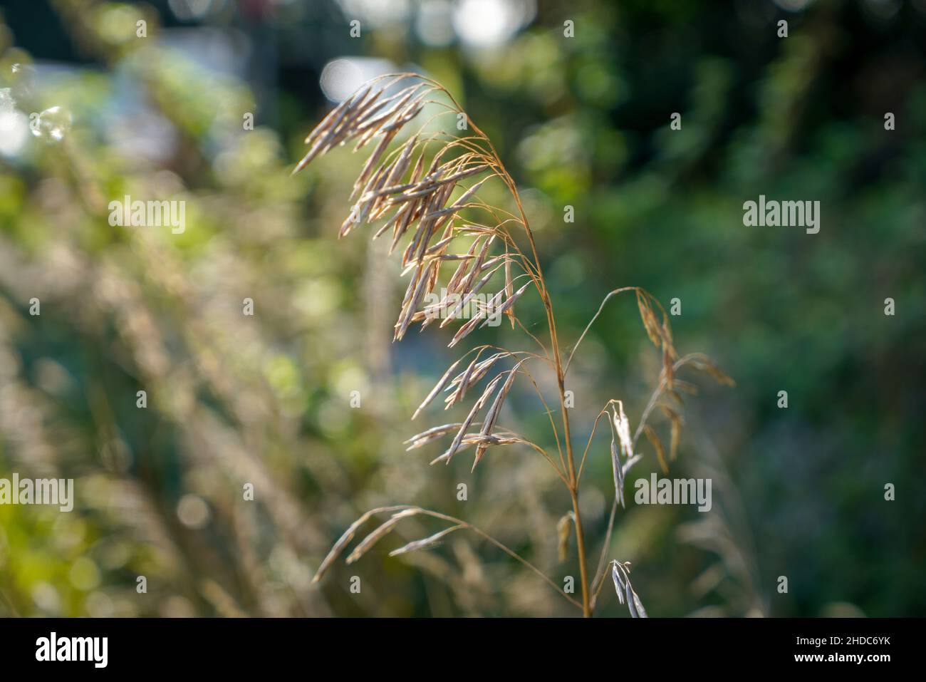 Shallow focus of Compact brome plants in the forest with green blurred background Stock Photo