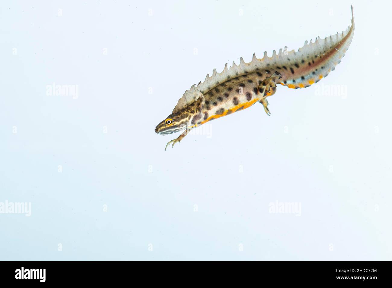 Northern crested newt (Triturus cristatus), cut out, swimming, Oldenburger Münsterland, Vechta, Lower Saxony, Germany, Europe Stock Photo
