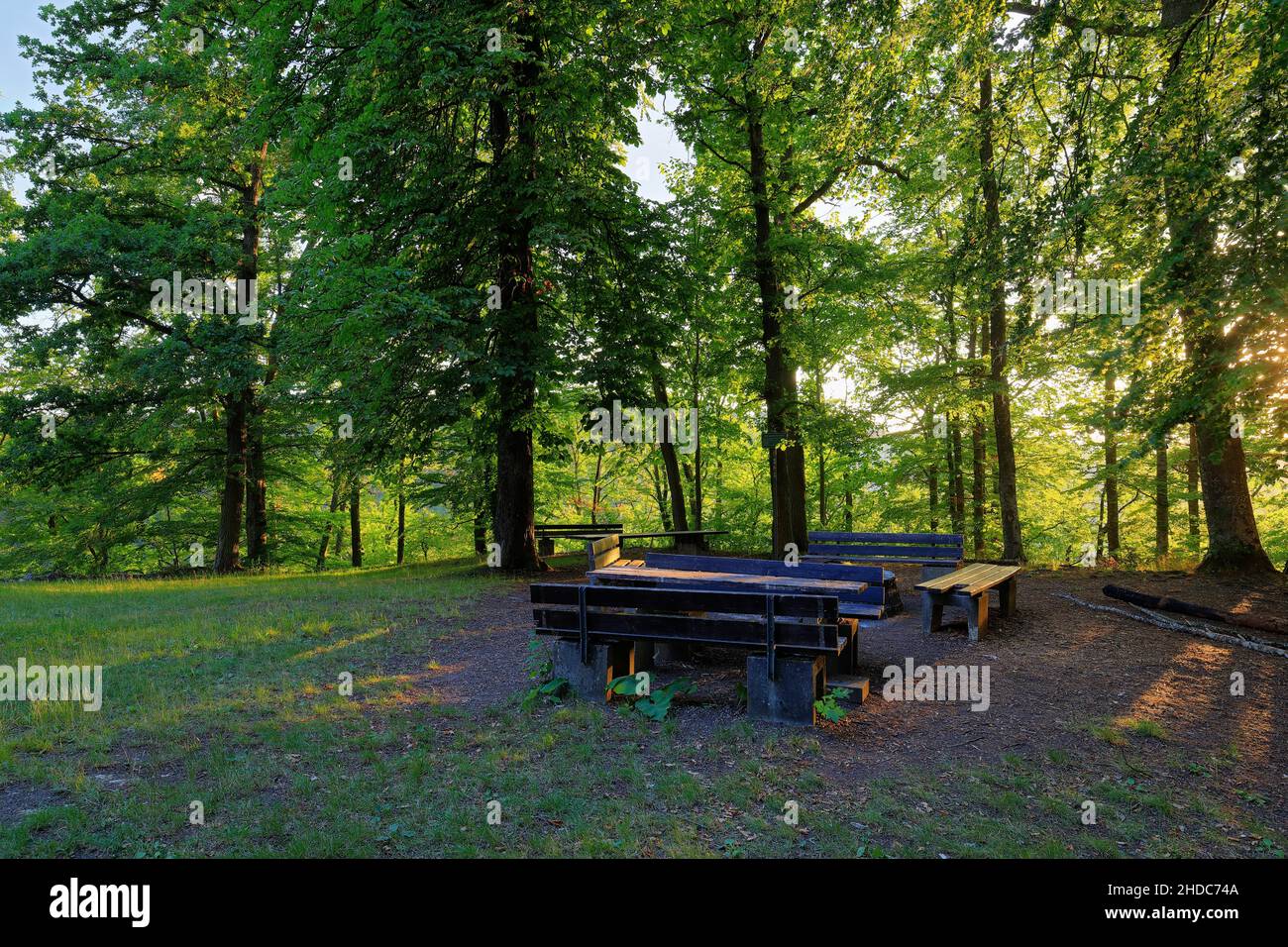 Barbecue area, wooden bench, beech, beech family (Fagaceae), Thiergarten, Upper Danube nature Park, Baden-Wuerttemberg, Germany Stock Photo