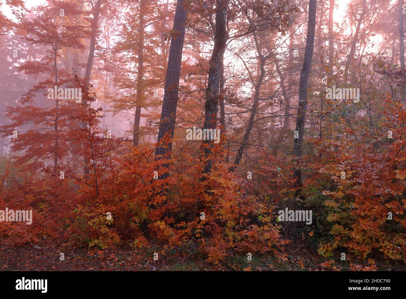 Mixed forest in autumn colour, beech family (Fagaceae), Inzigkofen, Upper Danube nature Park, Baden-Wuerttemberg, Germany Stock Photo