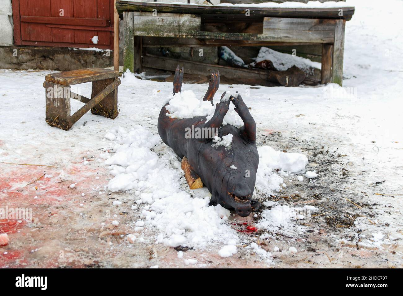 Dead pig on board outdoor prepare cook. Street lighting, carcass pig, slaughter has been carried out, the skin of the animal is offended by the fire t Stock Photo