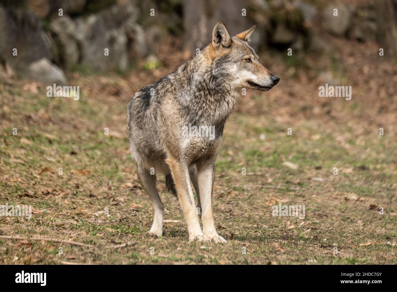 Italian wolf (canis lupus italicus) in wildlife center 'Uomini e lupi' of Entracque, Maritime Alps Park (Piedmont, Italy). Stock Photo