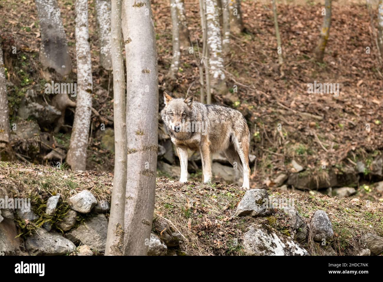 Italian wolf (canis lupus italicus) in wildlife center 'Uomini e lupi' of Entracque, Maritime Alps Park (Piedmont, Italy). Stock Photo