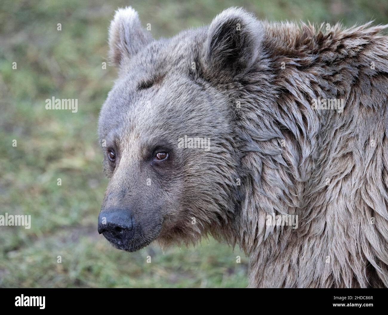 Syrian brown bear (Ursus arctos syriacus Stock Photo Alamy
