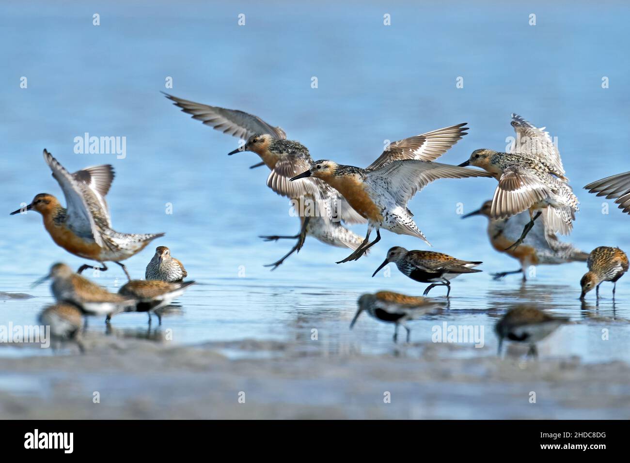 Red knots in flight in their natural enviroment Stock Photo - Alamy