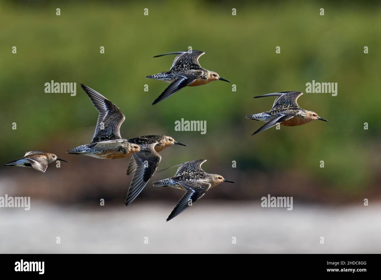 Red knots in flight in their natural enviroment Stock Photo - Alamy