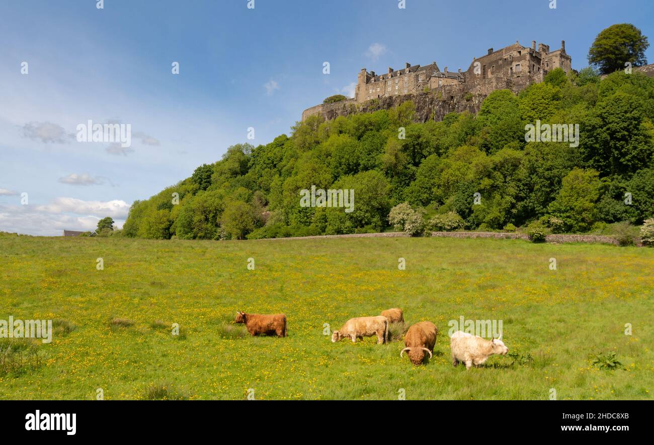 Stirling Castle and Highland Cattle, Stirling, Scotland, UK Stock Photo
