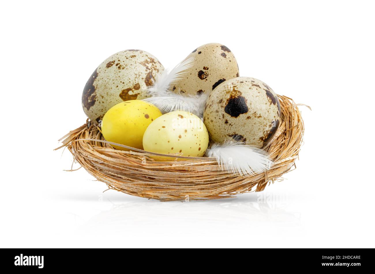 Quail Easter eggs in a nest isolated on white background. Stock Photo