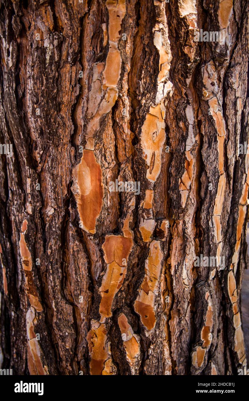 Pine bark, Corsica, Corsica, France, Europe Stock Photo