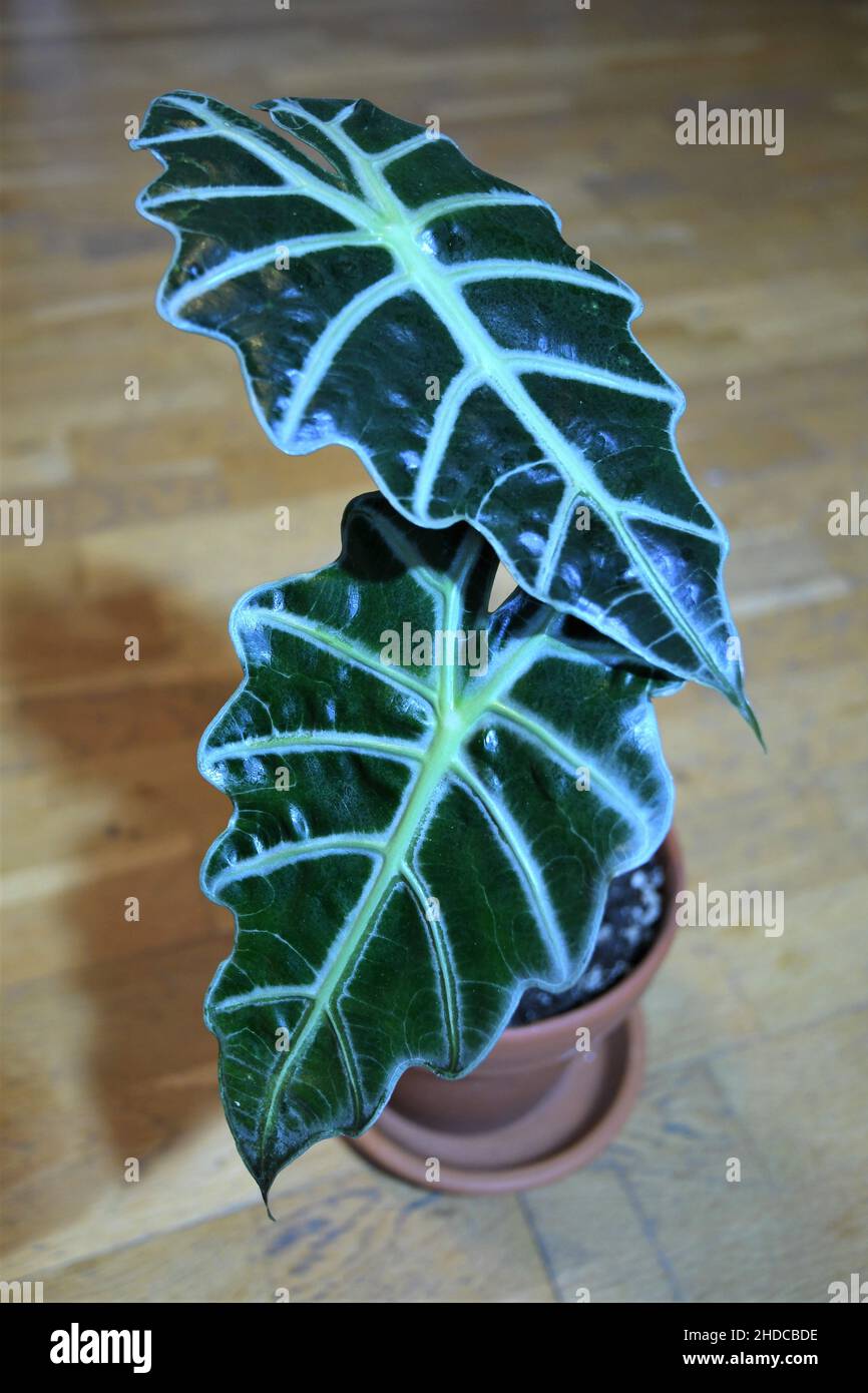 Alocasia amazonica polly (African mask plant). Two leaves isolated against  a brown wooden background. Plant in terracotta pot Stock Photo - Alamy