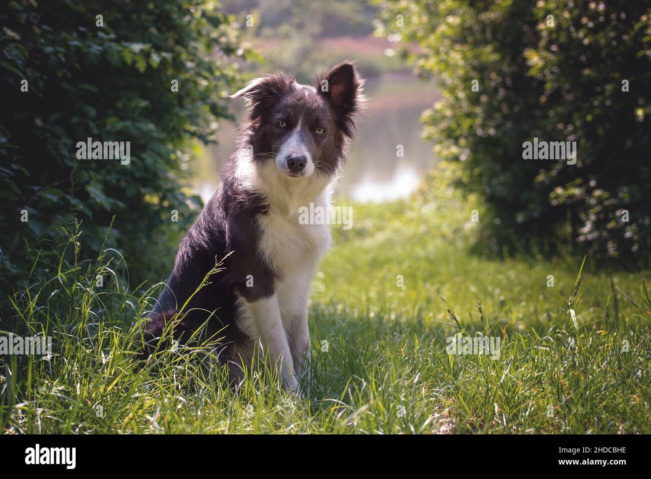 White Dark Brown Border Collie With A Folded Ear Sits On The Edge Of A 