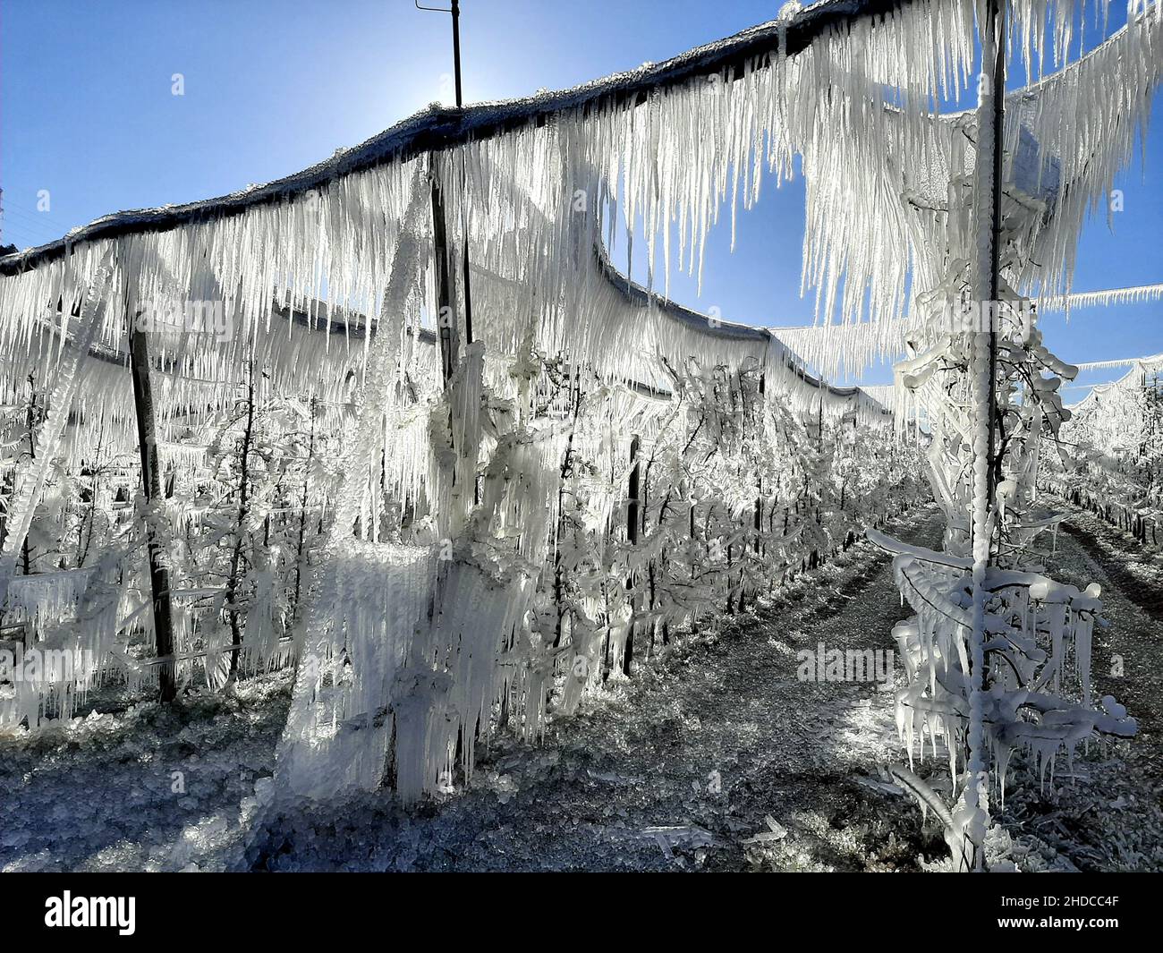 Frost irrigation in South Tyrol To protect the delicate blossoms of