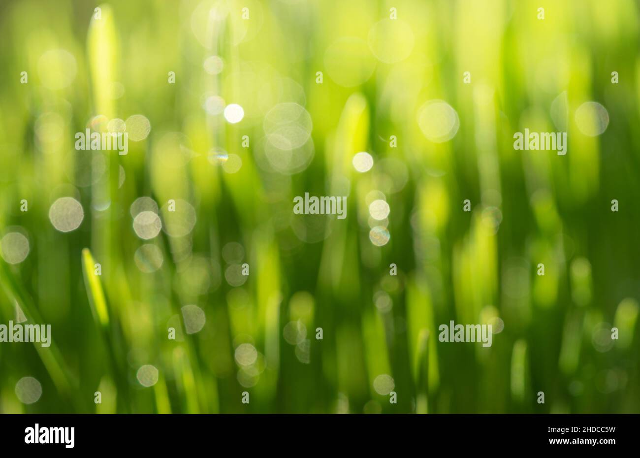 Abstract green natural background with bokeh, selective focus. Stock Photo