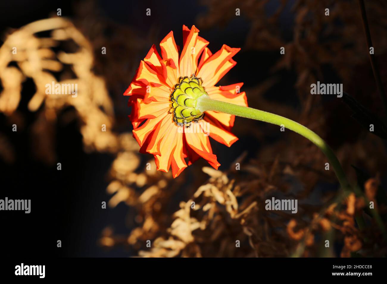 Meran, die Gärten von Schloss Trauttmansdorff  eröffnen exotische Gartenlandschaften, mit blühenden Blumen Südtirol, Dolomiten, Italien Stock Photo